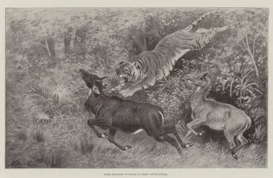 Tigre che attacca Nylghaie nella loro giungla natale